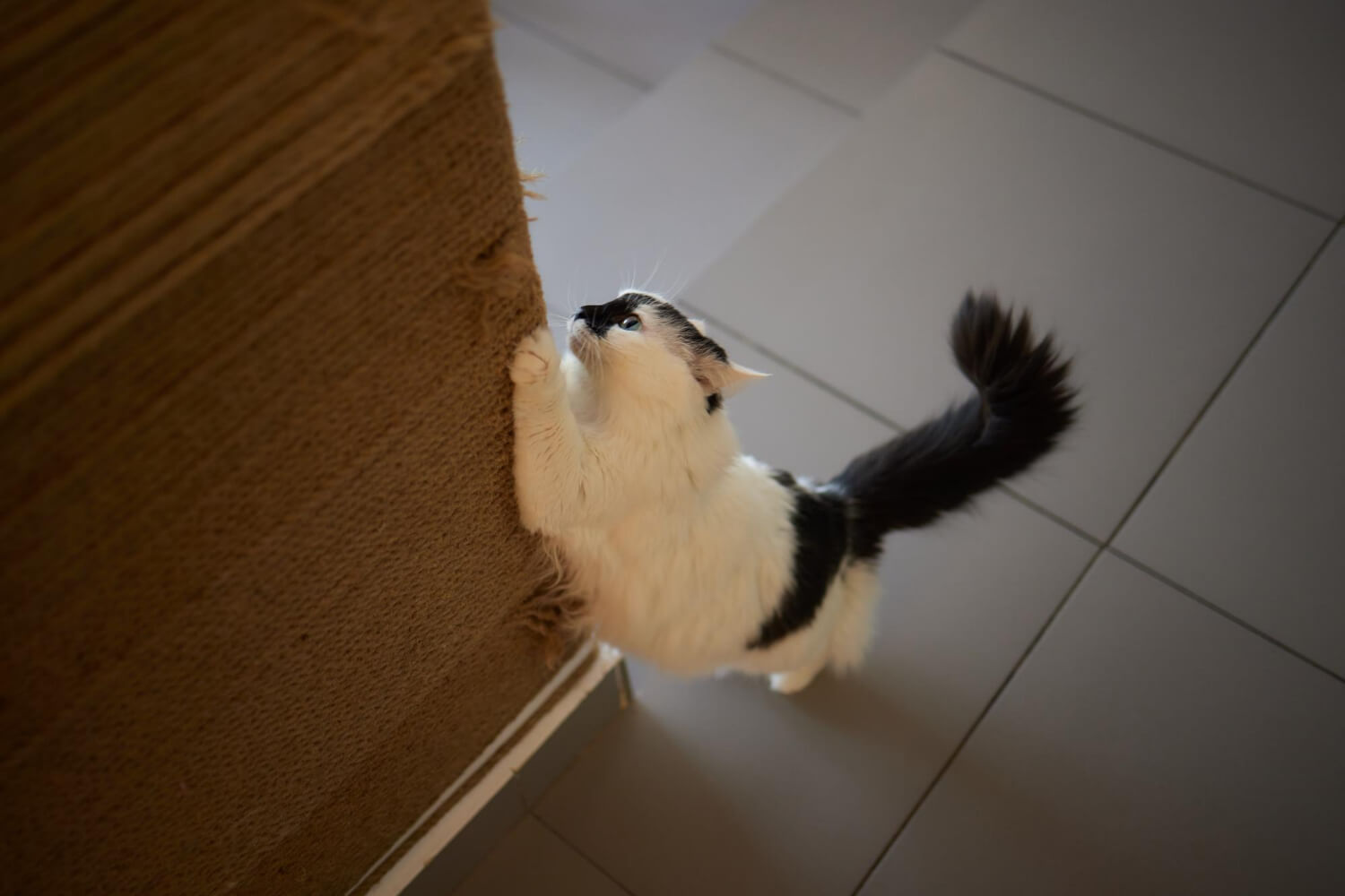How to Protect Furniture from Pet Scratches?